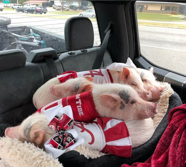 Гламурные свинки в Instagram