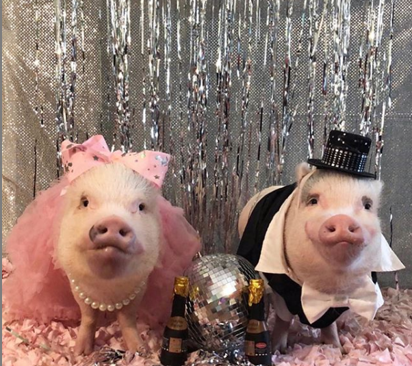 Гламурные свинки в Instagram