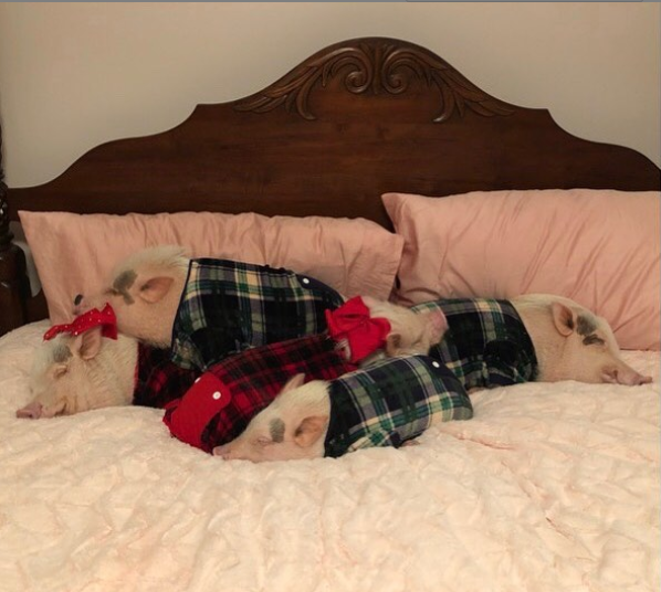 Гламурные свинки в Instagram