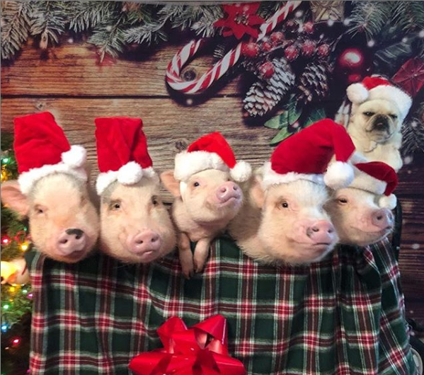 Гламурные свинки в Instagram