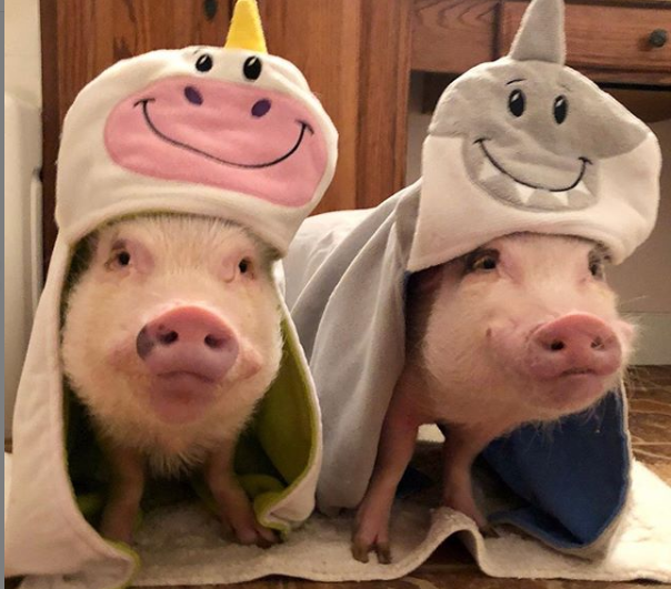 Гламурные свинки в Instagram