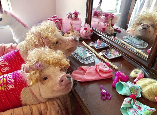 Гламурные свинки в Instagram