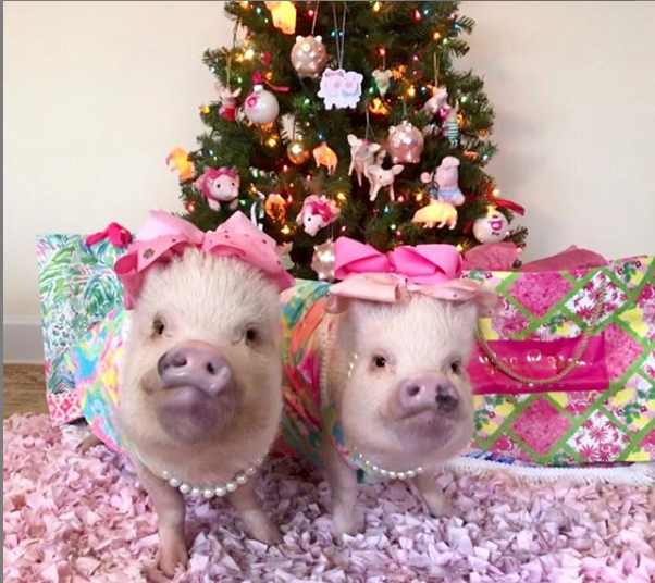 Гламурные свинки в Instagram