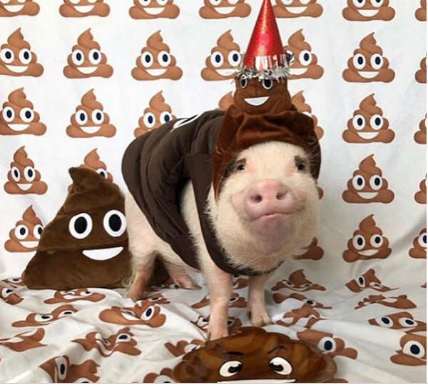 Гламурные свинки в Instagram