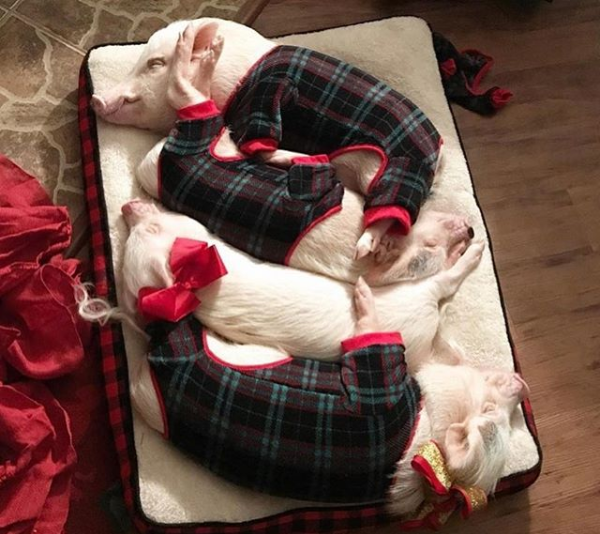 Гламурные свинки в Instagram