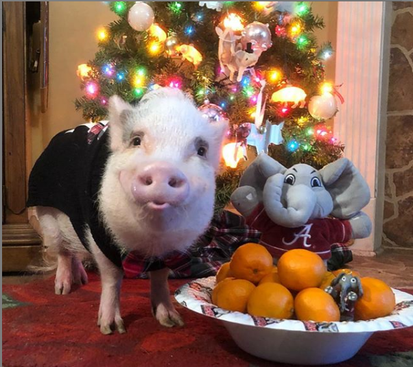 Гламурные свинки в Instagram