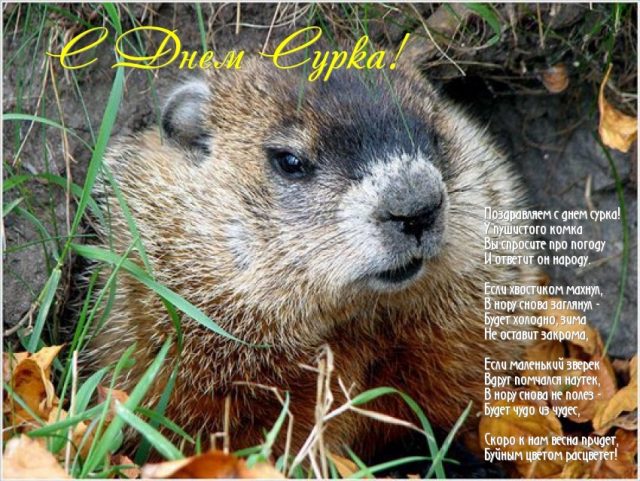 День сурка 2019, праздник – картинки