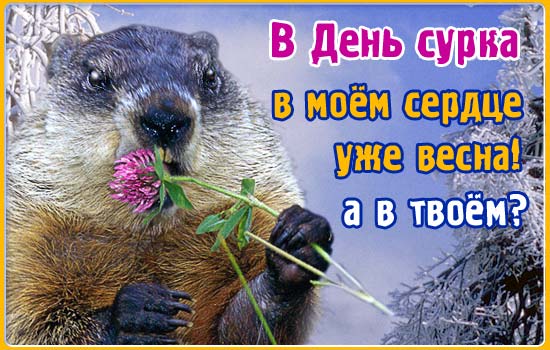 День сурка 2019, праздник – картинки