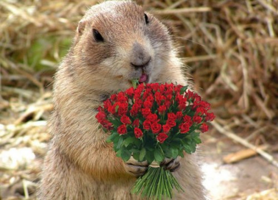 День сурка 2019, праздник – картинки