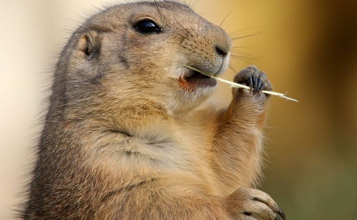 День сурка 2019, праздник – картинки