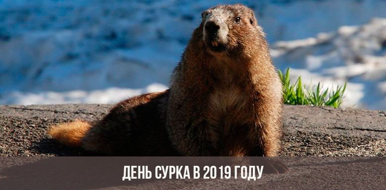 День сурка 2019, праздник – картинки
