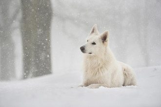 погода_снег_снегопад_метель_зима погода_снег_снегопад_метель_зима