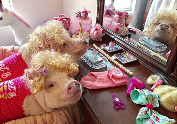 Стильные пятачки и гламурные хвостики: у символа года появился собственный Instagram