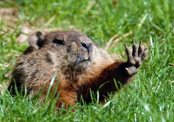 День сурка 2019: почему надо зажечь свечи и о чем нужно думать для привлечения денег и любви