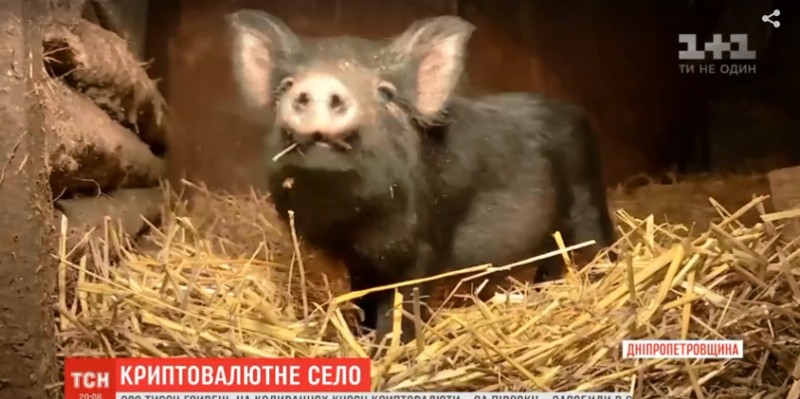 "Трактор – вот настоящая криптовалюта": под Днепром село подсчитывает прибыль после виртуальных вкладов