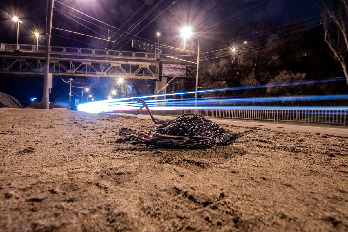 Мертвые птицы засыпали дорогу в Днепре