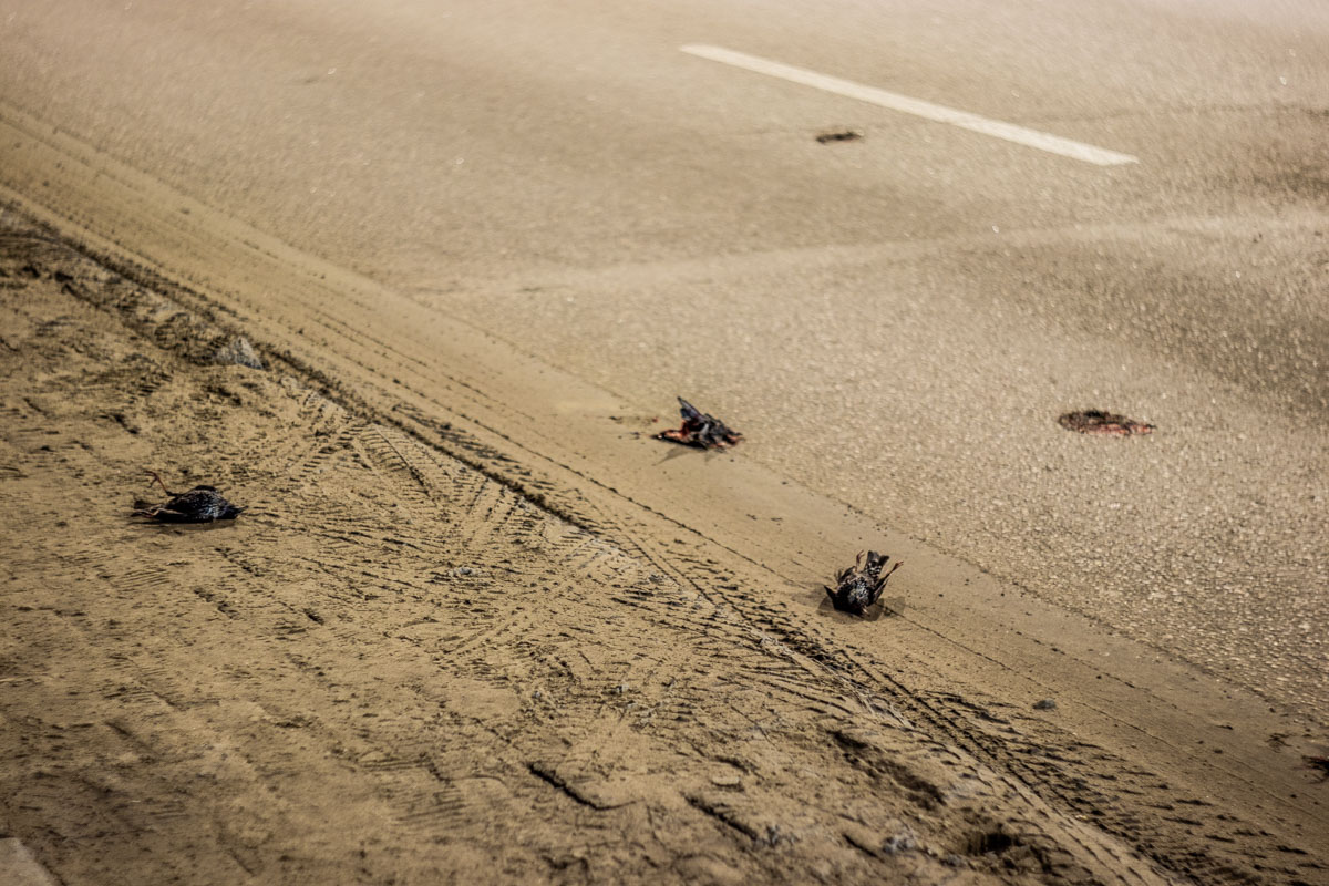Мертвые птицы засыпали дорогу в Днепре