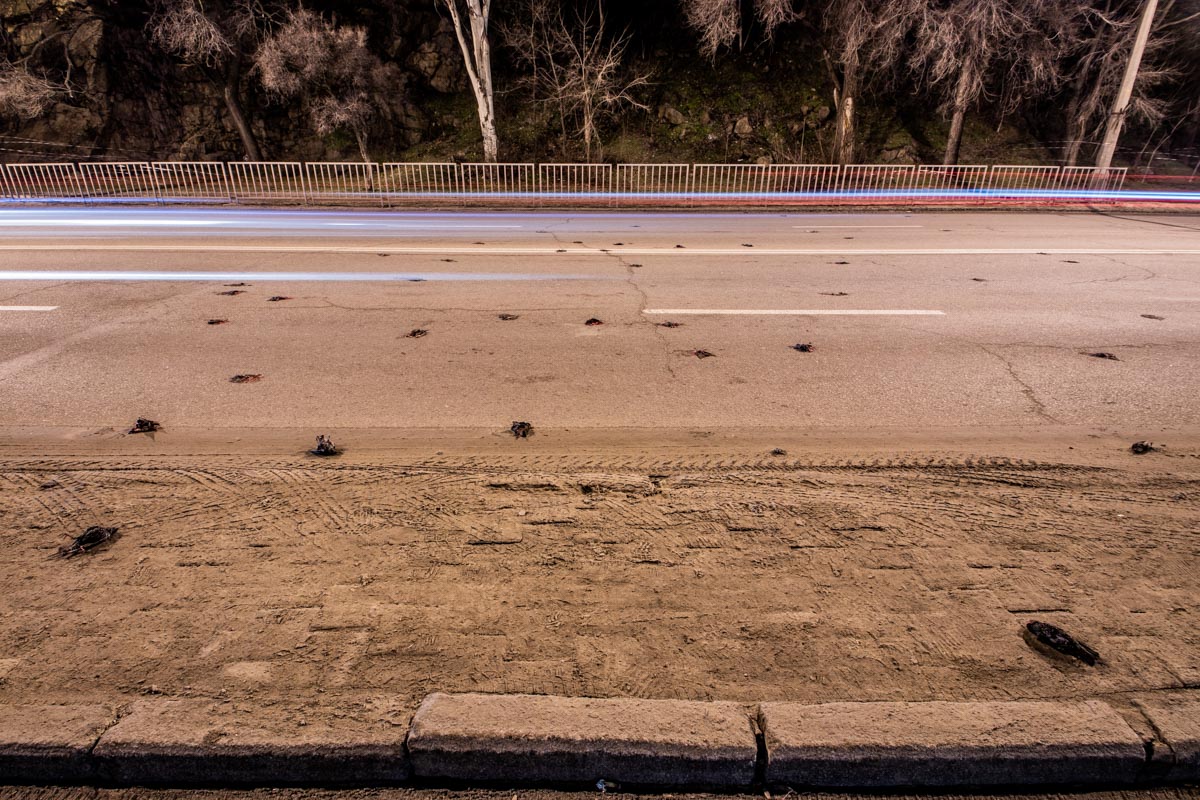 Мертвые птицы засыпали дорогу в Днепре