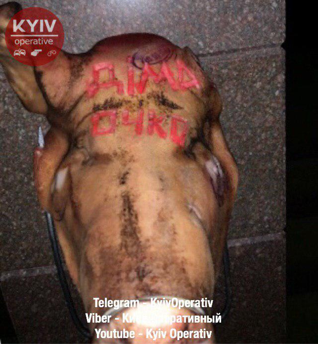 Свинья в гостях у Гордона