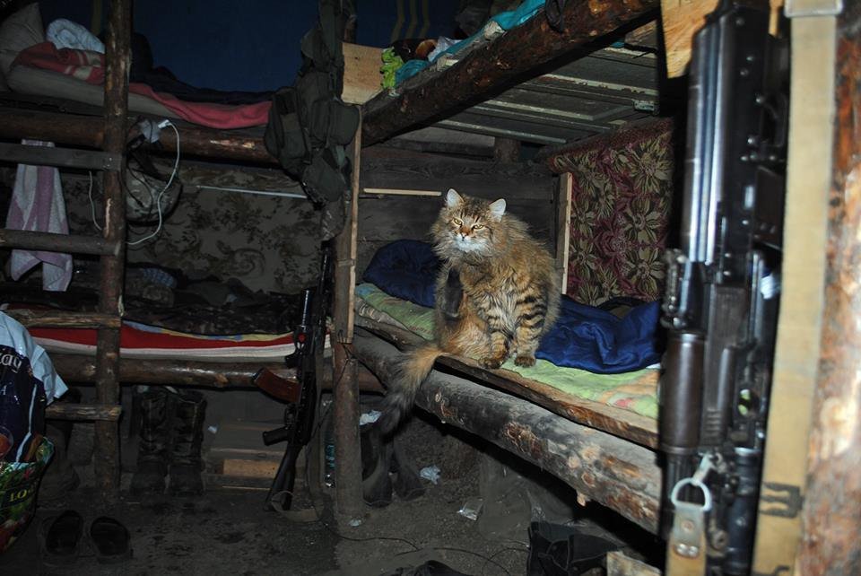 Коты на войне