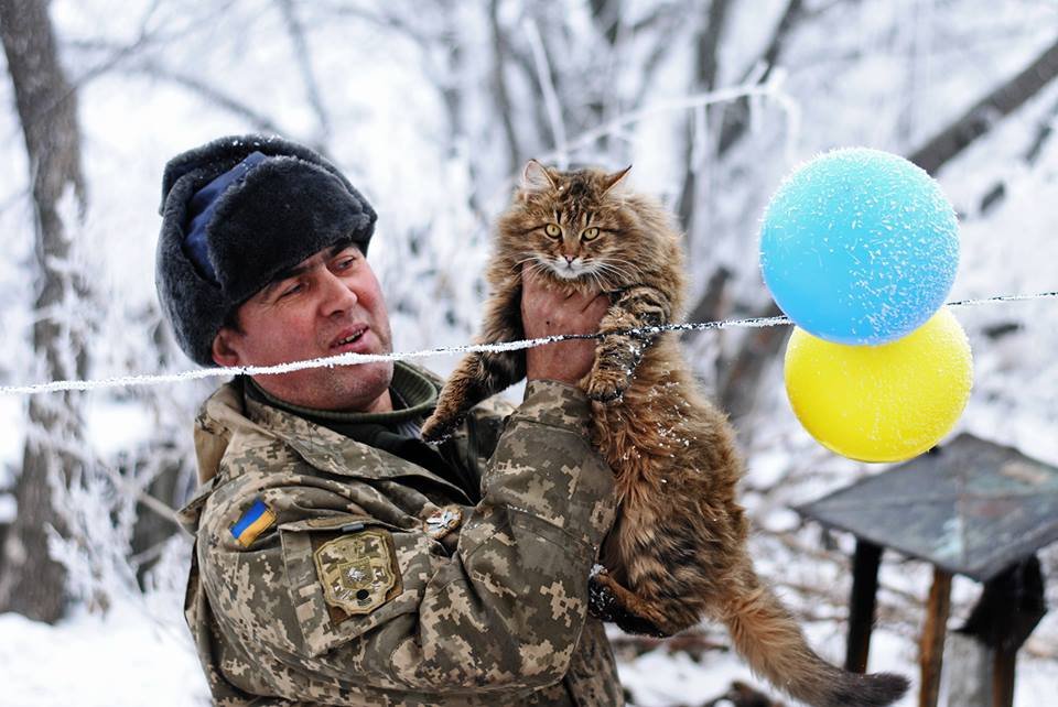 Коты на войне