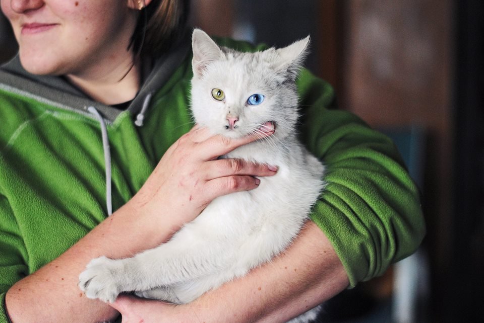 Коты на войне