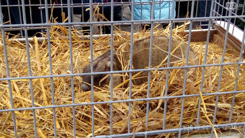 Львовский сурок Маруся