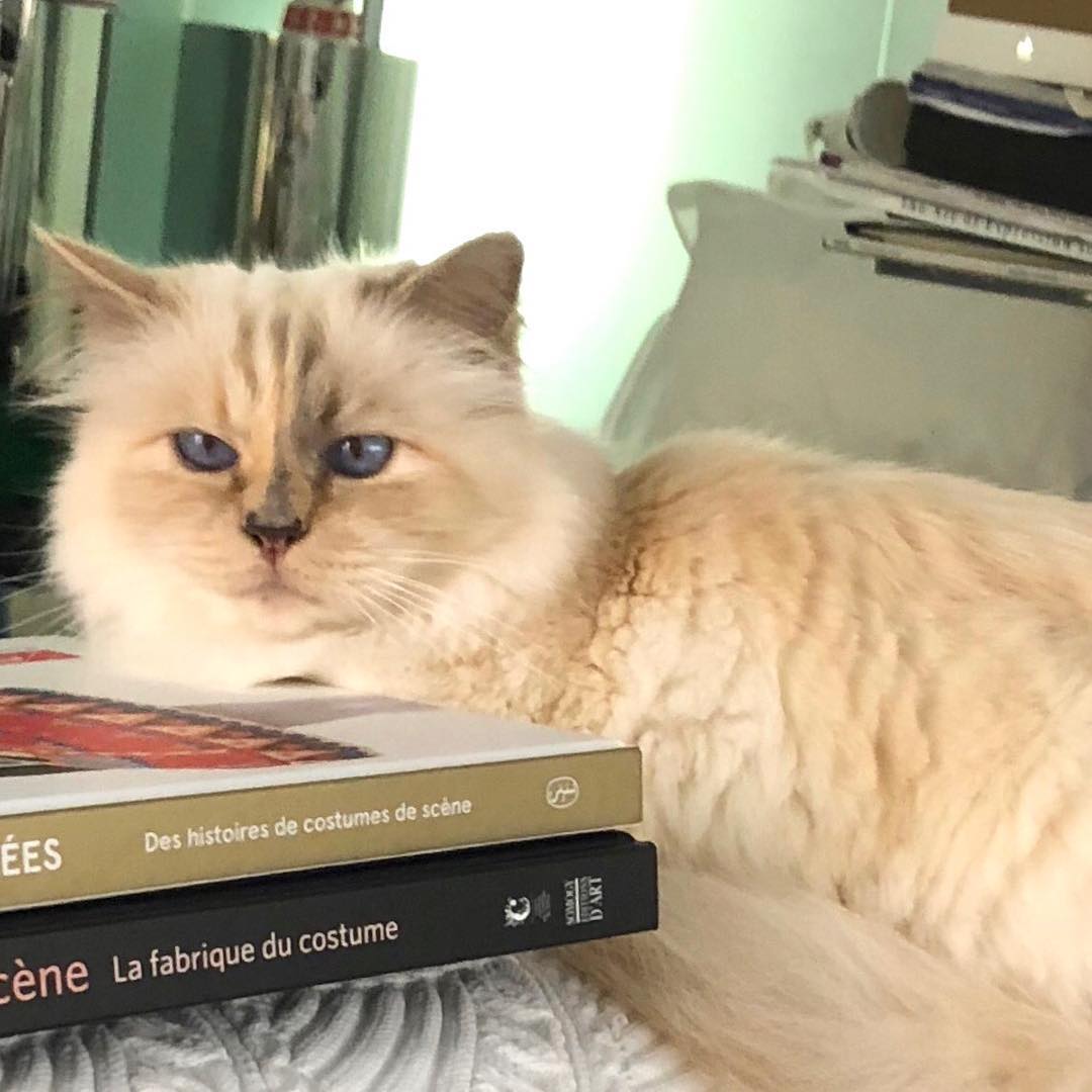 Кот Карла Лагерфельда Шупетт