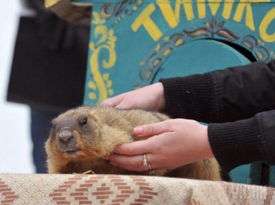 Сурок Тимка III "предсказал", что в Украине весна будет поздней Сурок Тимка III "предсказал", что в Украине весна будет поздней