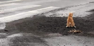 Кот развеселил пешеходов / Фото: Facebook/Артем Ильюк