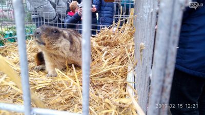 Львовский сурок дал внезапный прогноз на весну 2019 в Украине