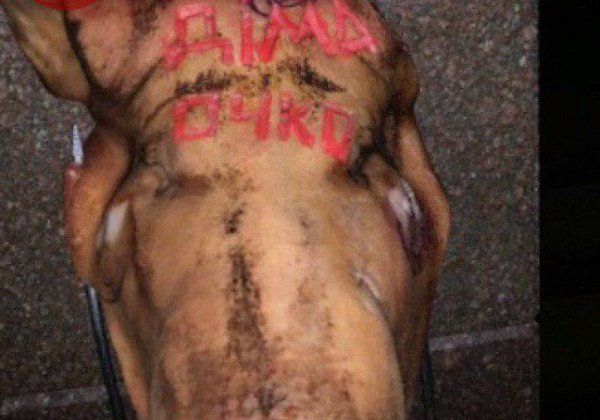 "Дима очко": Дмитрию Гордону под офис принесли на вилах голову свиньи с презервативом - опубликованы фото