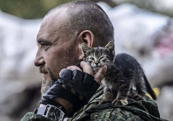 Усато-хвостатые бойцы: В Сети выложили фото котов, служащих в зоне ООС на Донбассе