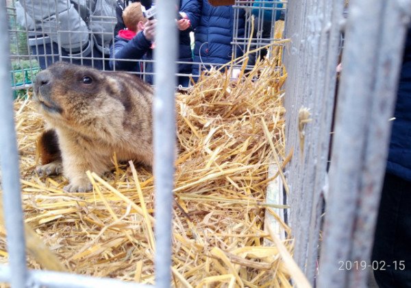 Львовский сурок дал внезапный прогноз на весну 2019 в Украине