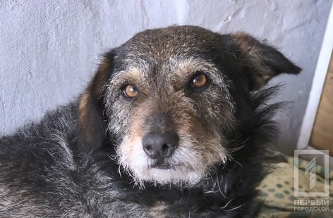 В Кривом Роге полицейский наколол собаку на вилы