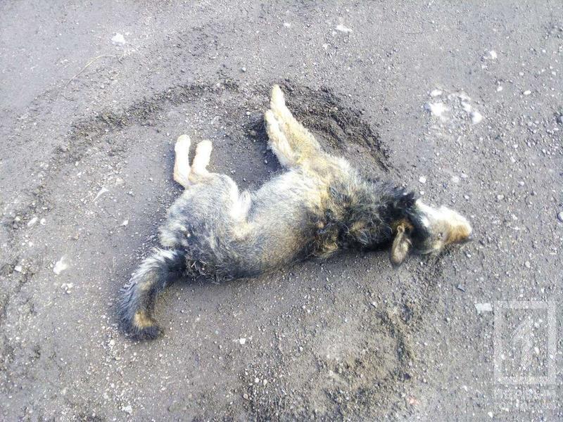 В Кривом Роге полицейский наколол собаку на вилы