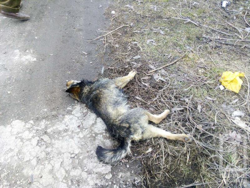 В Кривом Роге полицейский наколол собаку на вилы