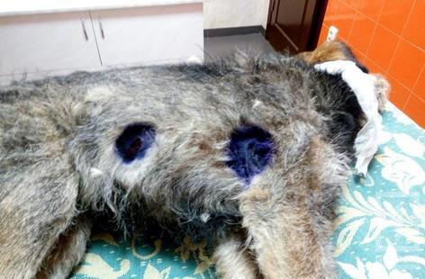 В Кривом Роге полицейский наколол собаку на вилы