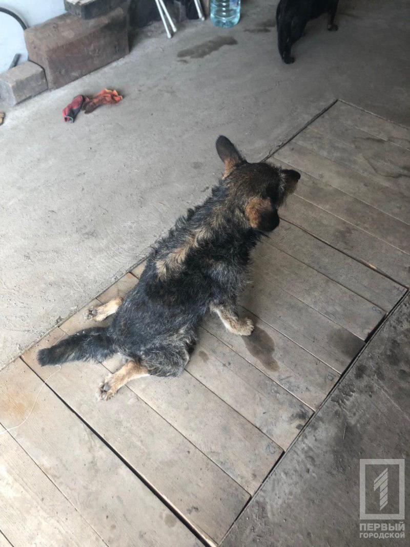 В Кривом Роге полицейский наколол собаку на вилы