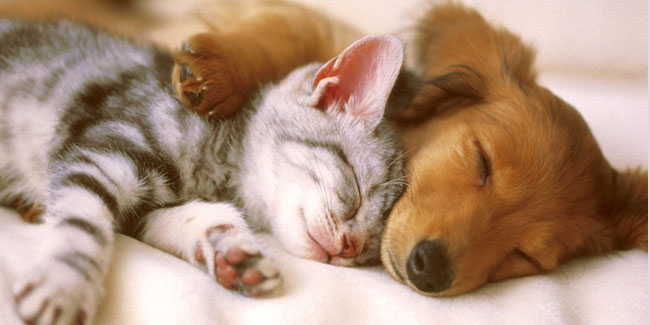 Всемирный день сна – картинки