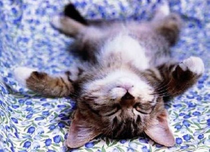 Всемирный день сна – картинки