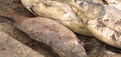 В киевском озере произошел мор рыбы / Скриншот В киевском озере произошел мор рыбы / Скриншот