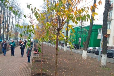 В Киеве высадили почти 50 тысяч деревьев - КГГА