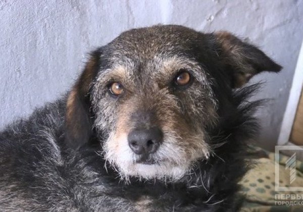 На Днепропетровщине полицейский-живодер наколол пса на вилы и швырнул в костер