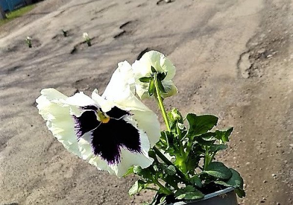 На Закарпатье потроллили Порошенко: перед визитом президента ямы на дорогах "залатали" цветами