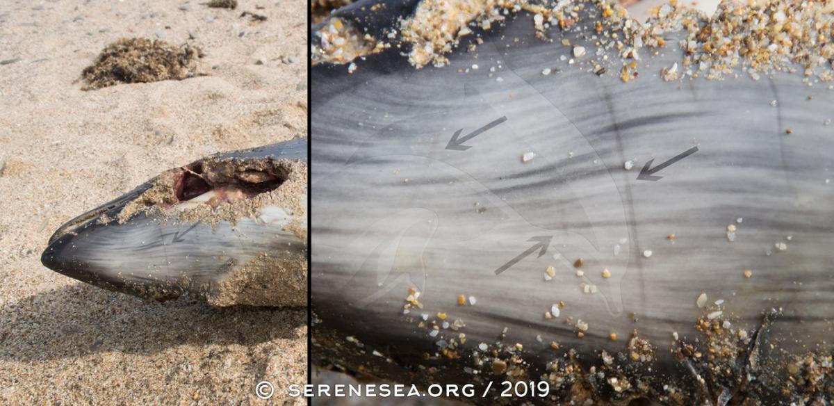 Гибель дельфинов в Крыму