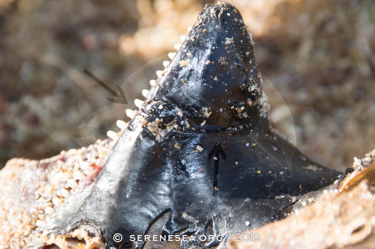 Гибель дельфинов в Крыму