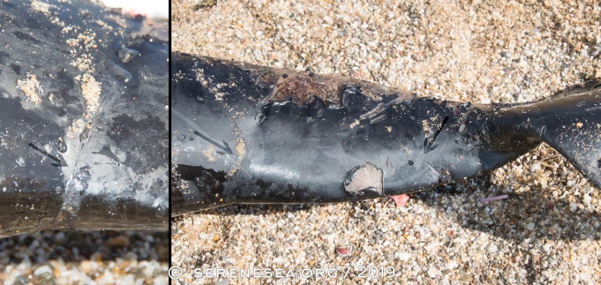 Гибель дельфинов в Крыму