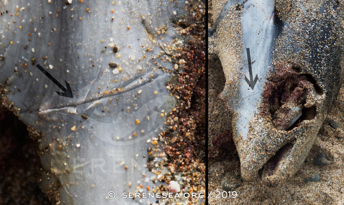 Гибель дельфинов в Крыму