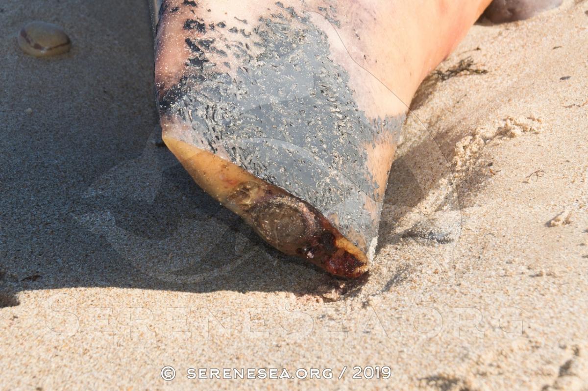 Гибель дельфинов в Крыму